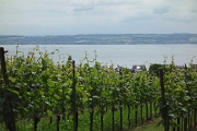 150614-Weinfest-Hagnau-DSC09650